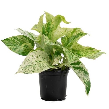 Money Plant Marble Queen